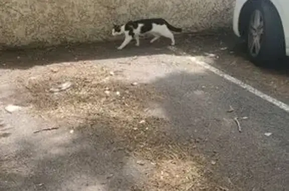 Chat mâle non castré trouvé à Villefranche - photo