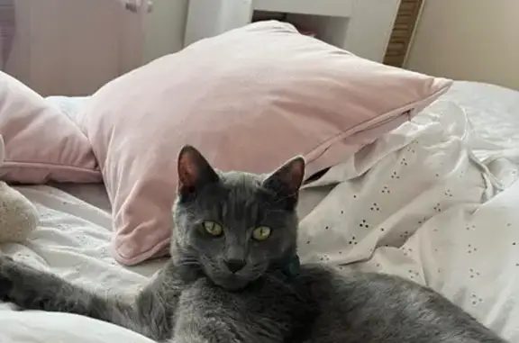 Chaton gris perdu à Muret, 6 mois, peureux - photo