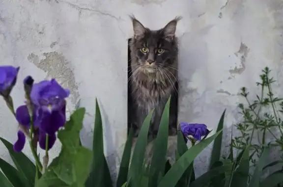 Chat perdu le 11/05/25 à Montfort-le-Gesnois - photo