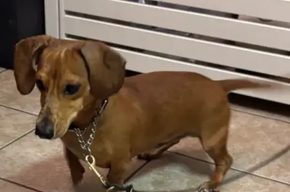 Found: Young Brown Dachshund i...