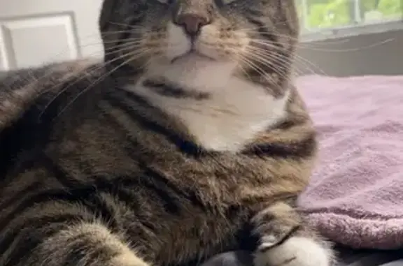Lost Skittish Cat: Black/White/Brown in Elgin