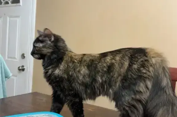 Lost Shy Cat: West Lenawee St, Lansing