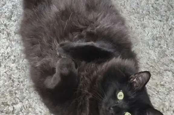Lost Black Cat: Binx, 1 Year, Westfield