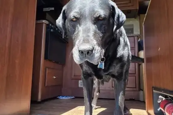 Limping Dog with Grey Markings Lost