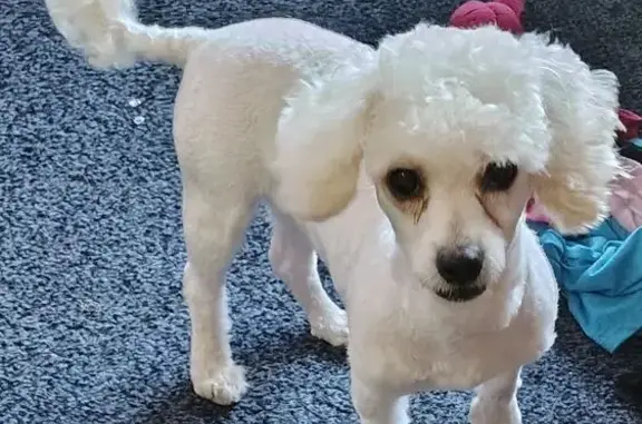 Lost White Toy Poodle - Silver Springs