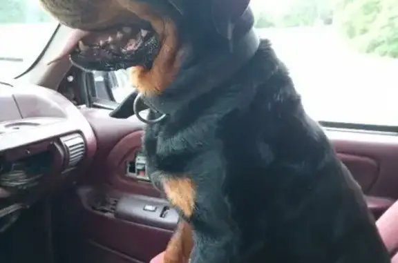 Lost German Rottweiler on S 3rd St, Collins