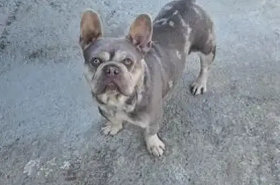 Lost: Friendly Dog 'Yeager' in Riverside