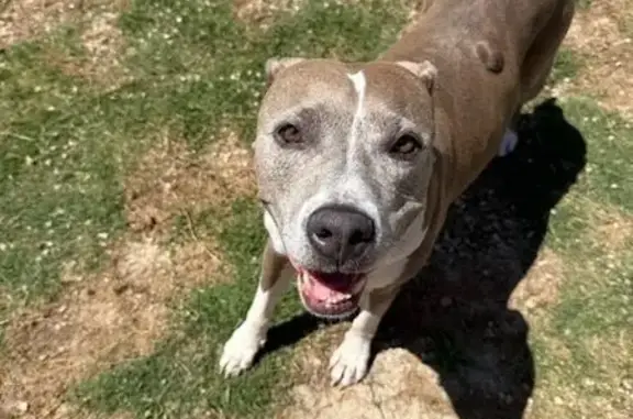 Help Find Princess: Missing in Wendell!