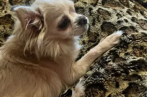Lost Blonde Pomeranian/Chihuahua in Johnstown