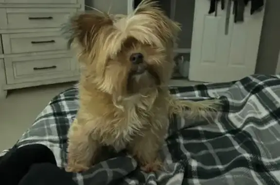 Help Find Lucy: Friendly 11-Year-Old Dog