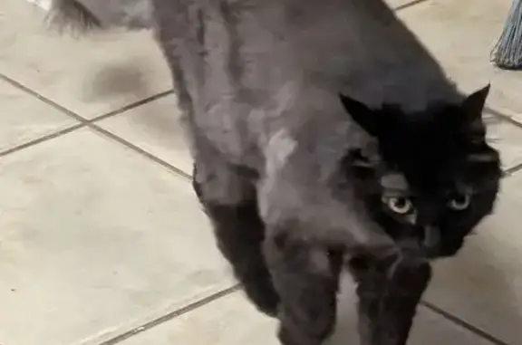Missing: Fluffy the Indoor Cat in Rimhurst
