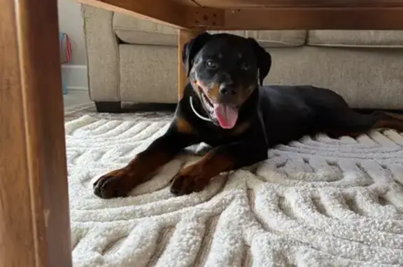 Found: Female Rottweiler Puppy...