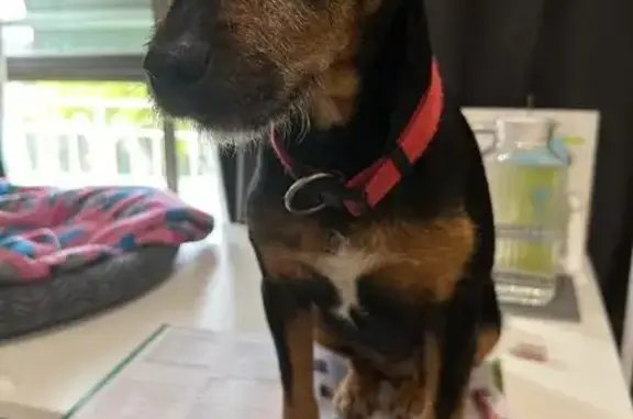 Lost Black & Tan Dog in Wyndham City