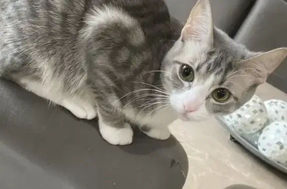 Lost Grey Tabby Cat on Latour Lane