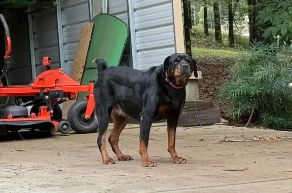 Found Rottweiler: Black & Brow...