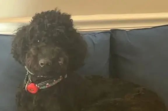 Lost Black Fluffy Dog - Reward Offered!