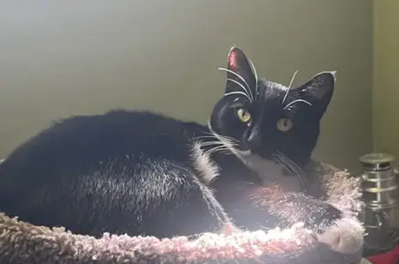Tuxedo Cat Lost on Lexington Drive