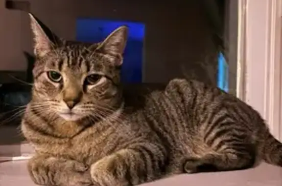 Lost Grey Tabby Cat Eli in Feasterville