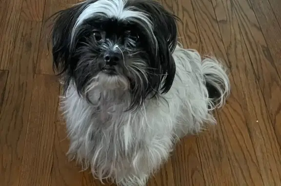 Lost Shih Tzu on Champaign Ave, Warren