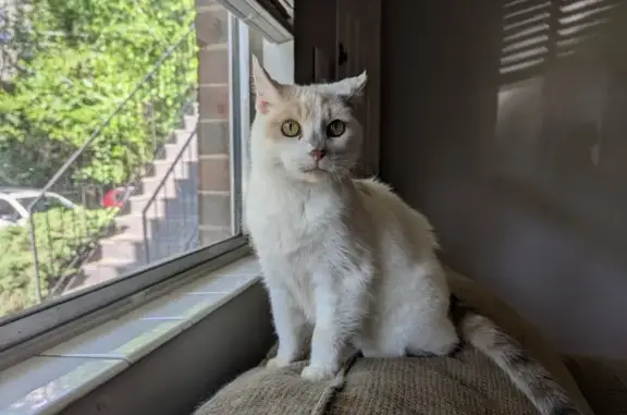 Lost White Calico Cat in Ellicott City