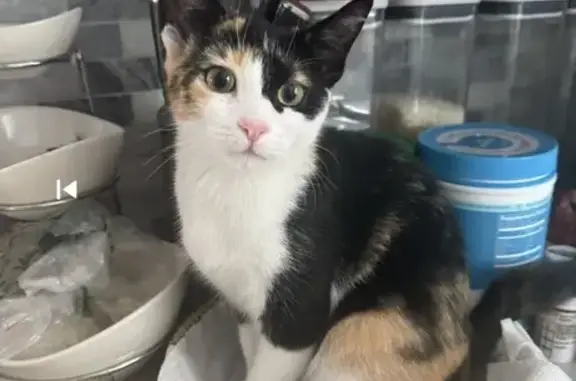 Lost Calico Cat: Ginger, Black & White