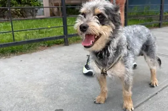 Friendly Young Dog Found on S....