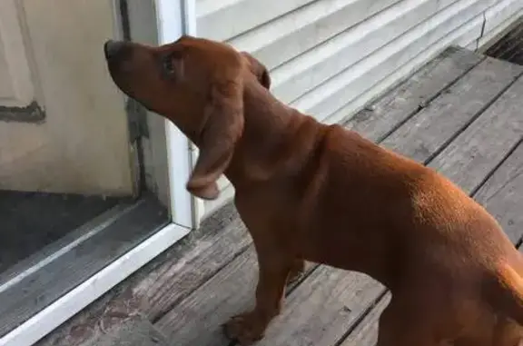 Lost: Sweet 9-Month Hound in Blue Collar