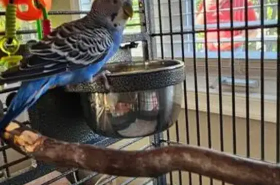 Bird Found on Doty Road, Wanaq...