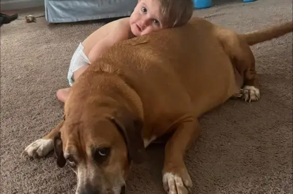 Lost Dogs: Friendly Beagle & Pit Mix