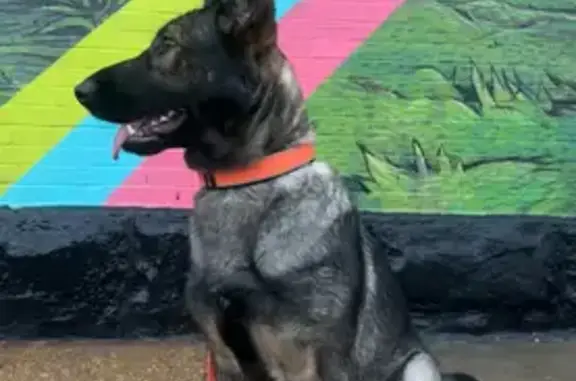 Lost Dog: Orange Collar on Arsenal St.