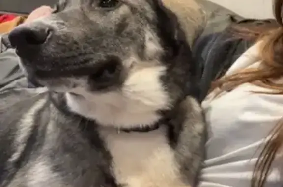 Lost Husky/Shepard Mix on North Causeway