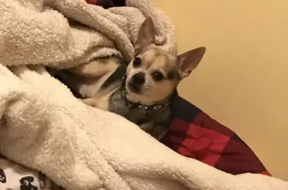 Lost Chihuahua: Blue Collar on Wesson St