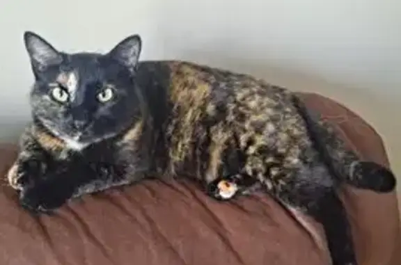 Lost Tortie Cat: Green Eyes, Crooked Tail