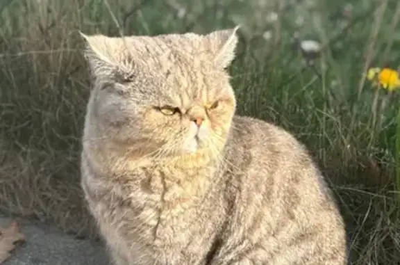 Lost Cat Found Near Michigan Ave, Dearborn