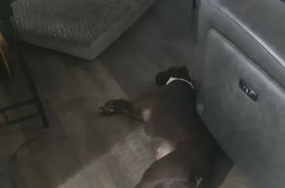 Found Dog on Pontiac St: Descr...