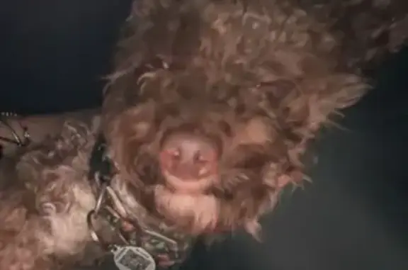 Lost Emotional Support Dog in Orlando