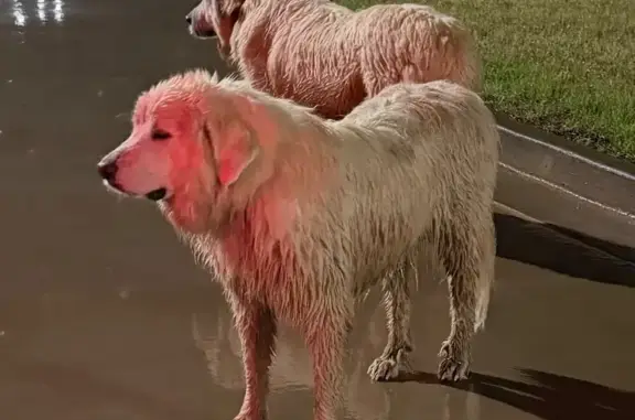 Fluffy Dog Found Near Purple H...
