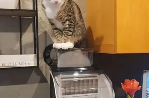 Lost Cat: Friendly, White/Brown Stripes