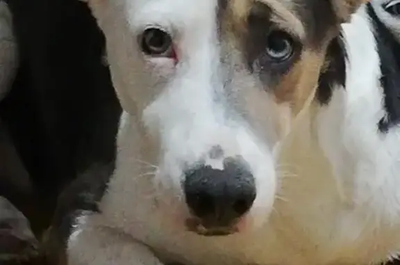 ¡Perro Perdido! Ginger, 2 años, Tehuacán