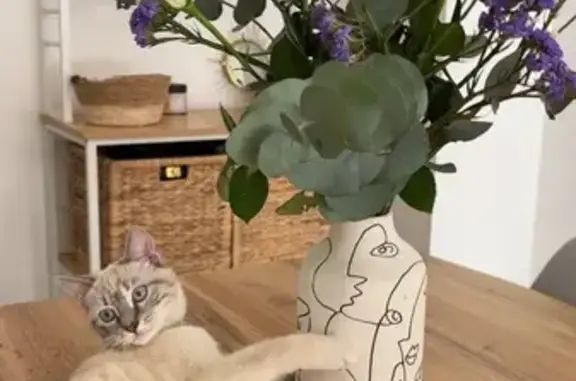 Animaux perdus Nantes, photo: Chatte blanche perdue à Nantes