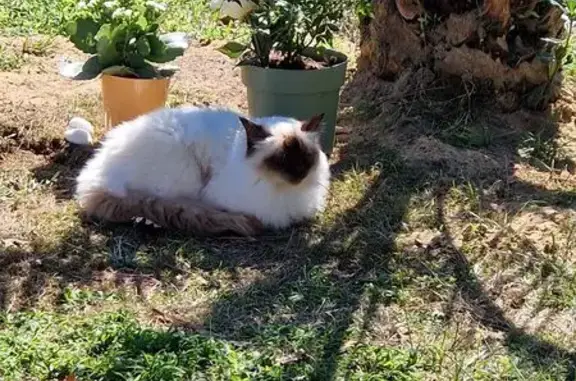 Chat perdu, Labenne, photo: Chat perdu : Sacré de Birmanie chocolat 11 ans