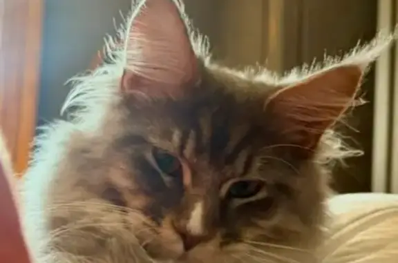 Main Coon sociable perdu à Seyssuel - photo