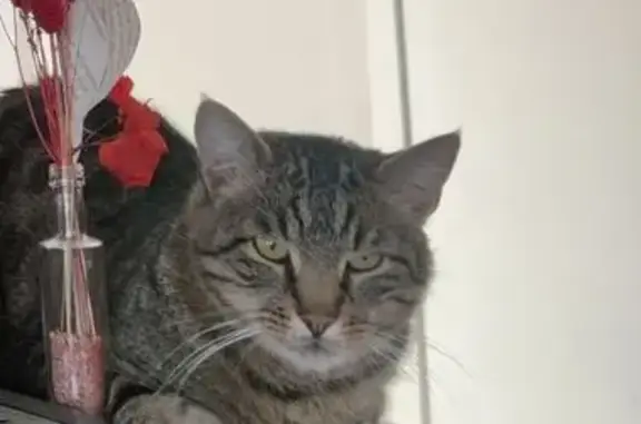 Chat perdu, Poitiers, photo: Chat perdu : Pao, tigré aux yeux jaunes