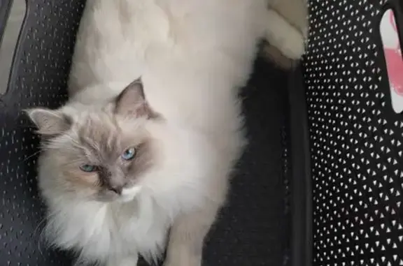Chat perdu, Chomérac, photo: Chatte perdue : Ursinia, grise et blanche