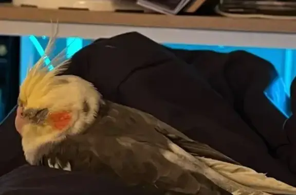Lost Bird: Yellow Head, Orange Cheeks