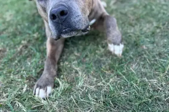 Lost Brindle Staffie on Great North Rd