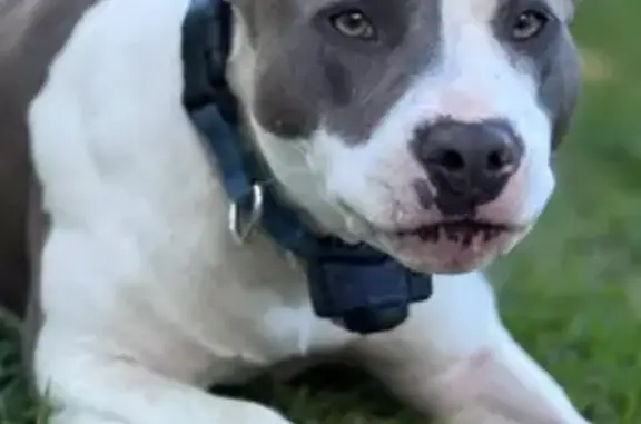 Lost Dog: Blue & White on Great North Rd
