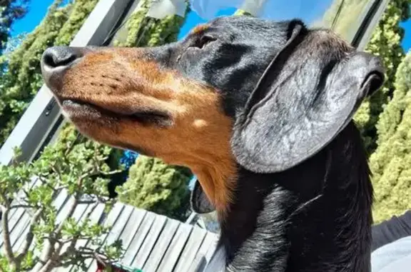Lost Friendly Dog: Sausage in Casey City
