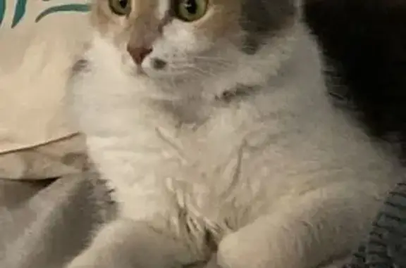 ¡Gata Tricolor Perdida en Bedmar!
