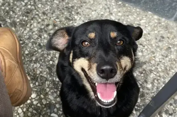 Chien trouvé Nousty, photo: Chien mâle trouvé à Nousty, gardé par le Maire